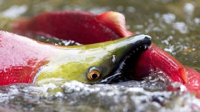 UBC研究发现 鲑鱼高速回游 易死于心脏病