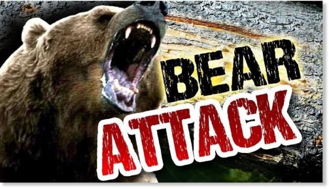 bear_attack10.jpg