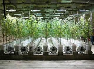 毒品藏匿民宅煙霧中皮爾警方查獲逾700株大麻 新聞中心 溫哥華港灣