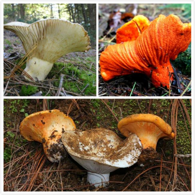 FUN蘑菇狩猎：吃货的进击之旅