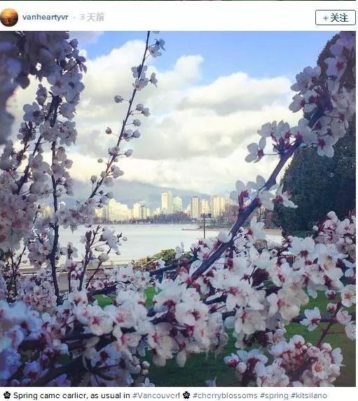 美翻了！二月的温哥华樱花已是美如人间仙境