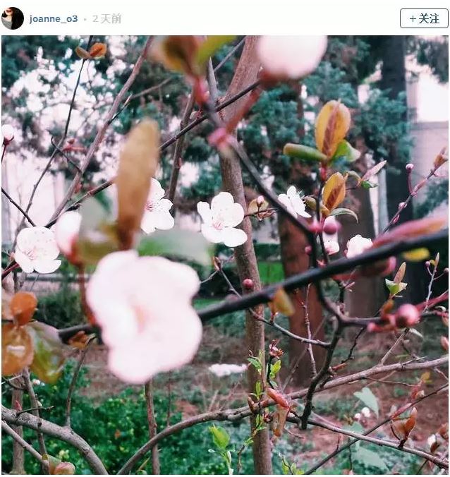 美翻了！二月的温哥华樱花已是美如人间仙境