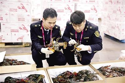 中国人吃疯了  加拿大龙虾到中国每斤二三百元