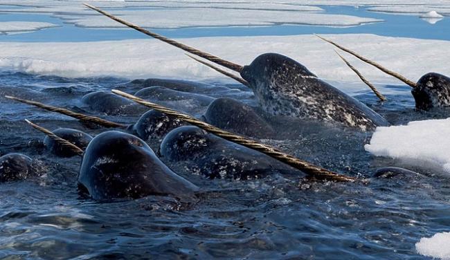 温哥华水族馆又将迎来白鲸，可这样真的好吗？
