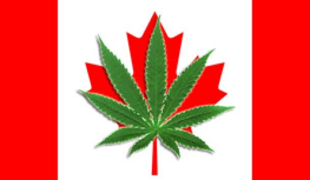 明年7月1日大麻正式在加拿大合法 每家可种4棵！