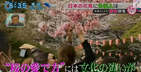 丢脸！温哥华有华人爬女皇公园樱花树拍照