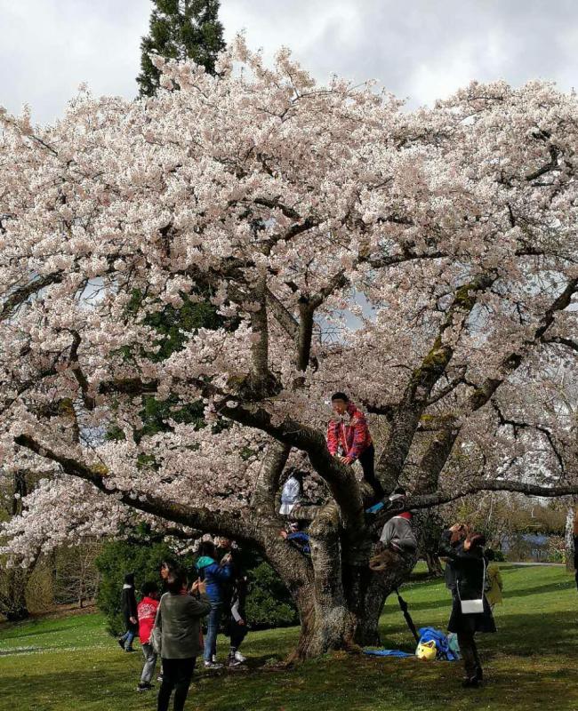 丢脸！温哥华有华人爬女皇公园樱花树拍照