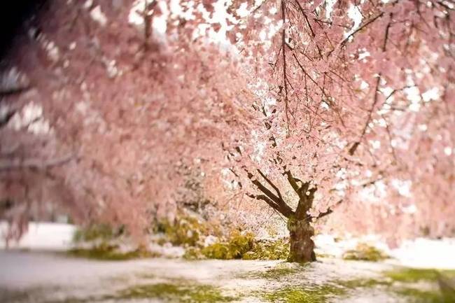 温哥华与春天的约会:樱花成海郁金香盛放