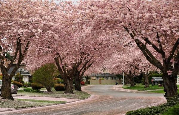 温哥华与春天的约会:樱花成海郁金香盛放