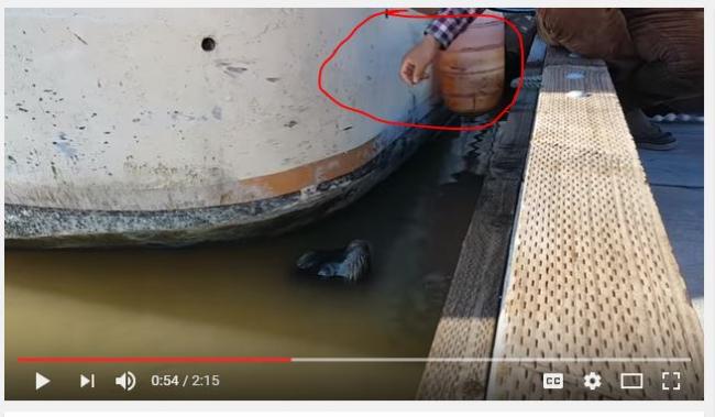 （视频）列治文渔人码头 华裔小女孩被海狮拖下水