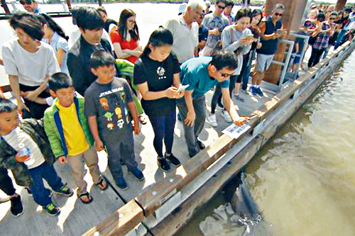 叼童海狮成“景点” 码头上挤满游客人山人海…