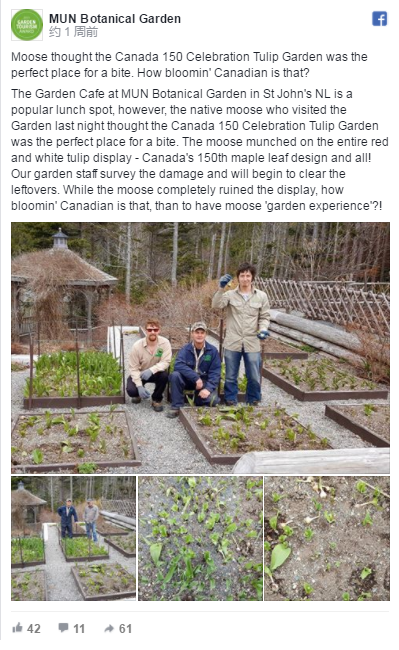 加拿大150周年的郁金香被毁了！真凶让你哭笑不得