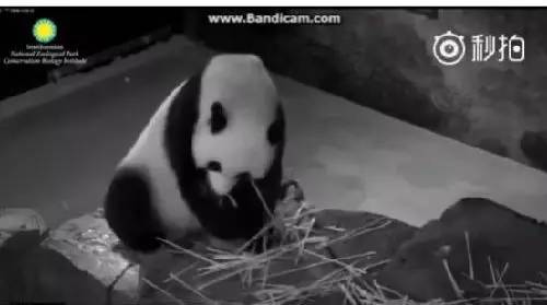 旅美熊猫受虐 半夜饿了只能吃筷子？而真相是...