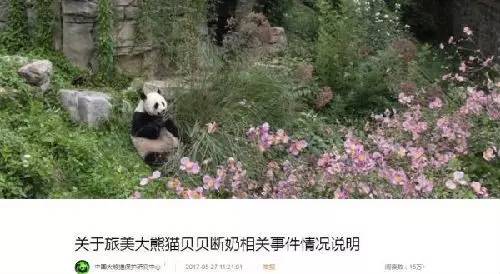 旅美熊猫受虐 半夜饿了只能吃筷子？而真相是...