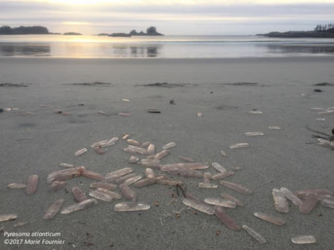 BC海域大量不明生物入侵 本地生态系统岌岌可危