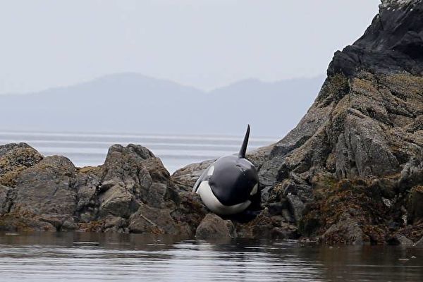 小虎鲸搁浅礁石哀哭 加拿大人紧急营救