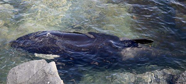 小虎鲸搁浅礁石哀哭 加拿大人紧急营救
