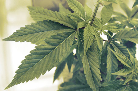 众院通过大麻合法化 3年后检讨 规范食用大麻产品