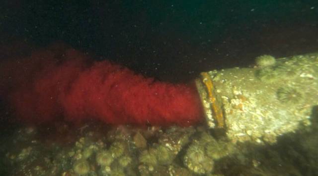 BC摄影师海底拍到惊人一幕 看完你还敢吃三文鱼吗？