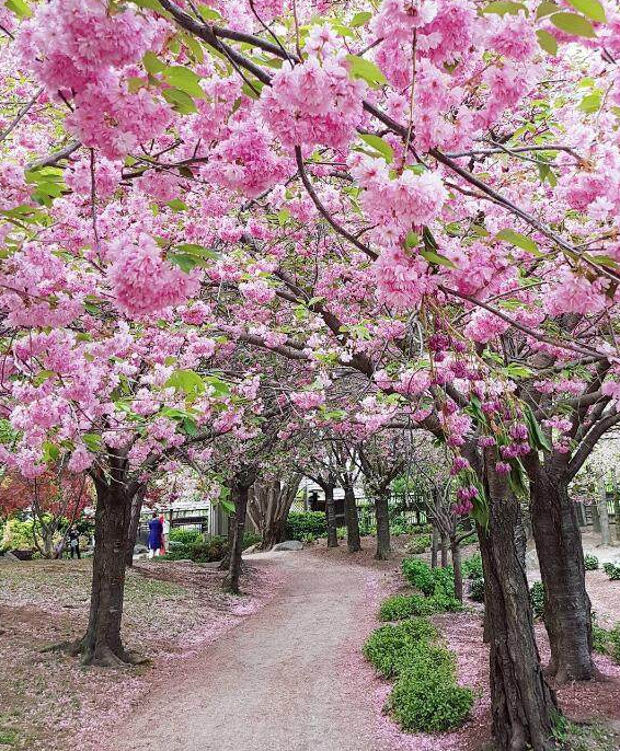赏樱不只High Park 这里还有个绝美的日式公园！