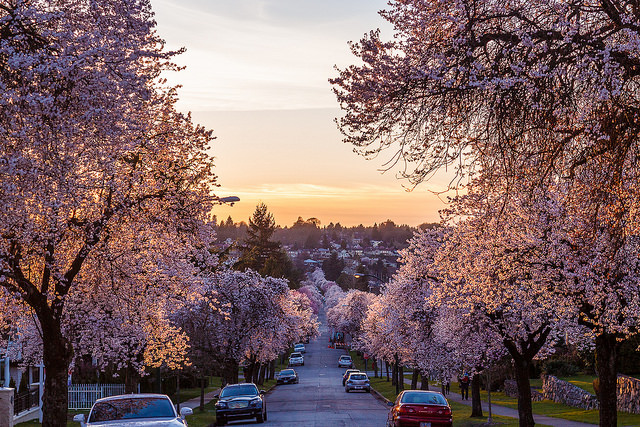 20张图告诉你为何温哥华有这个星球上最美的春天