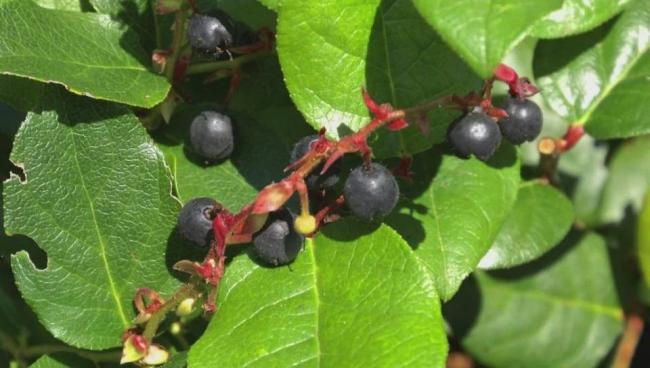 BC省发现全球最健康的浆果 营养价值超出蓝莓5倍