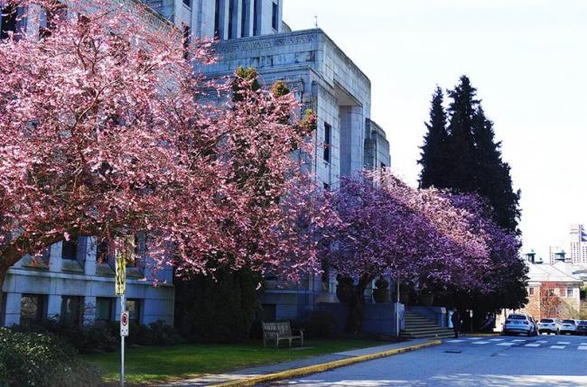 闲逛温哥华市政府  逢早樱盛开 万紫千红总是春