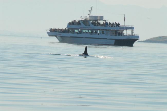 从列治文出发看杀人鲸 难得一次的观光体验