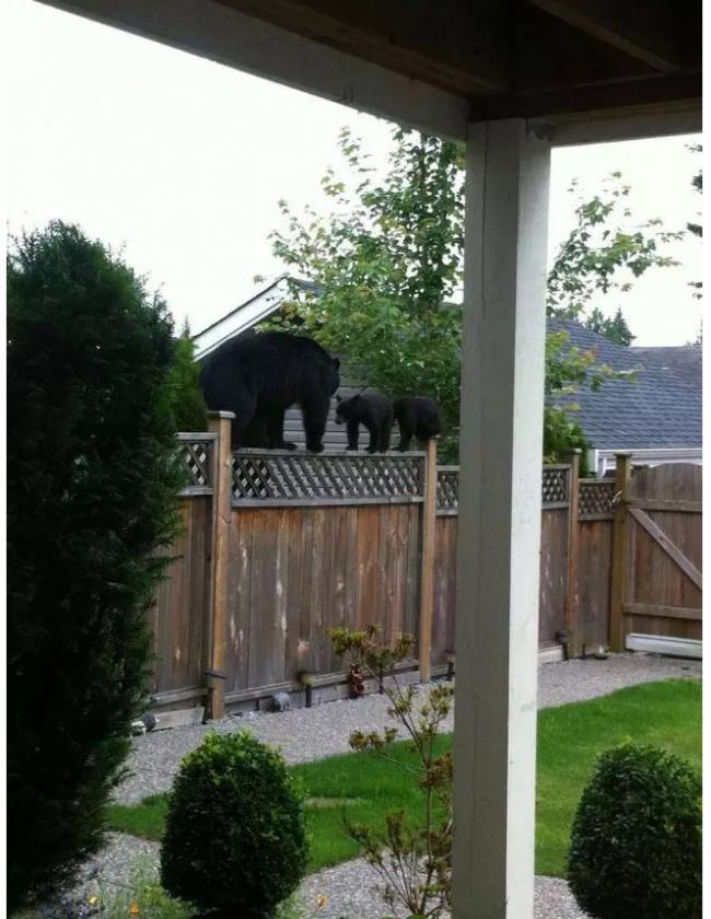 高贵林两只熊在居民家门口做起羞羞之事…