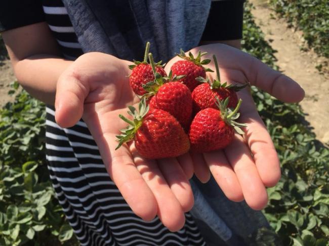 来兰里最佳农场：摘香甜的莓果，过悠闲的夏天