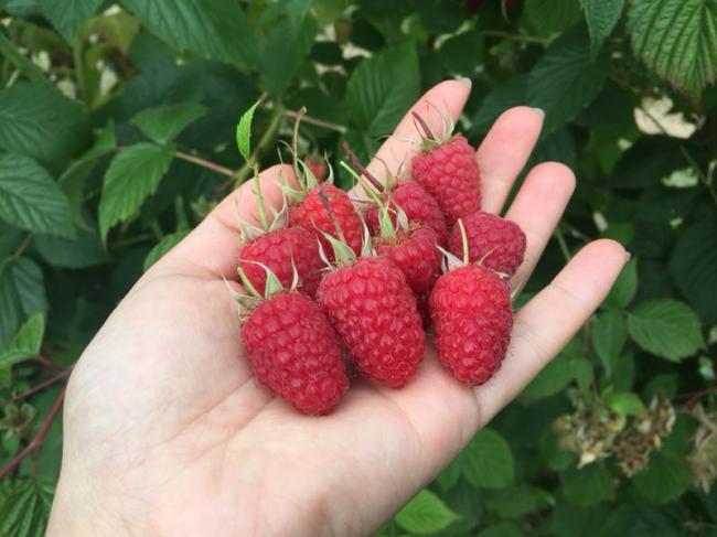 来兰里最佳农场：摘香甜的莓果，过悠闲的夏天