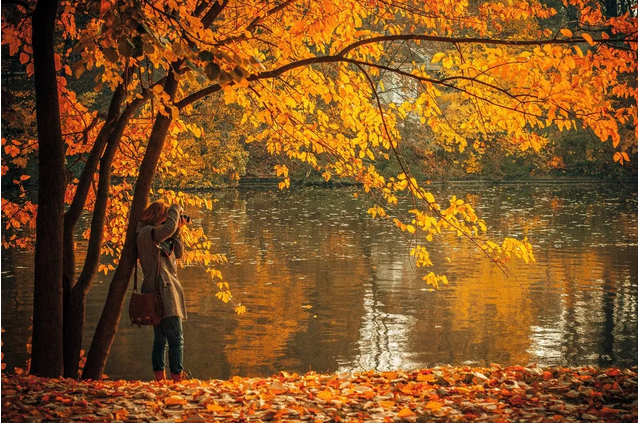 最是一年秋好处 多伦多赏枫景点了解一下