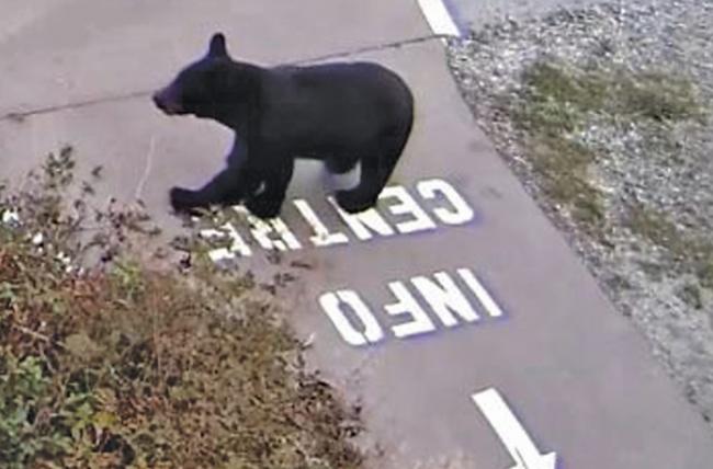 北温公园有黑熊出没 两条步道紧急封路