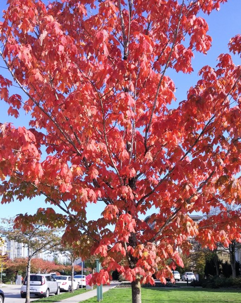 温哥华的秋，梵高笔下的一幅画