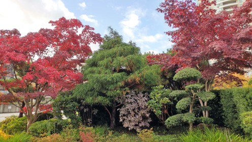 温哥华的秋，梵高笔下的一幅画