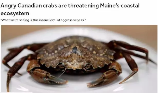 加拿大螃蟹潜入美帝大开杀戒 还得靠中国吃货