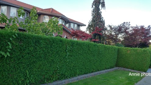 温哥华style：绿色植被篱笆墙