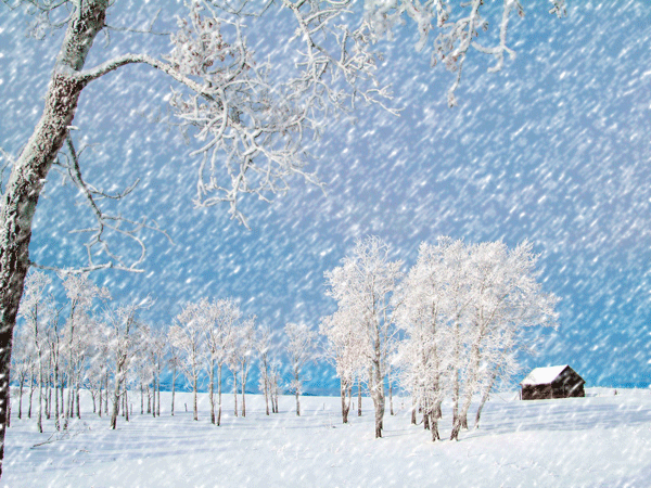温哥华的风花雪月，温柔了异乡的岁月