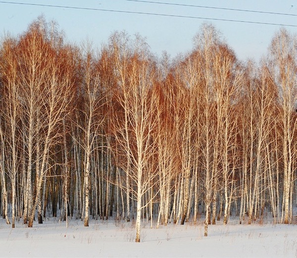 敢不敢在西伯利亚的冬日奇境里撒把野？