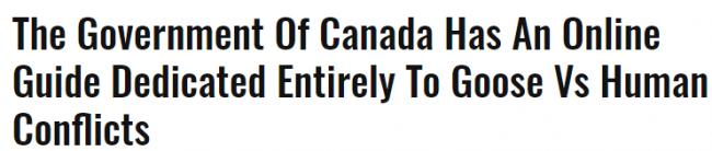 加拿大鹅咬得人类落荒而逃 政府终于出手