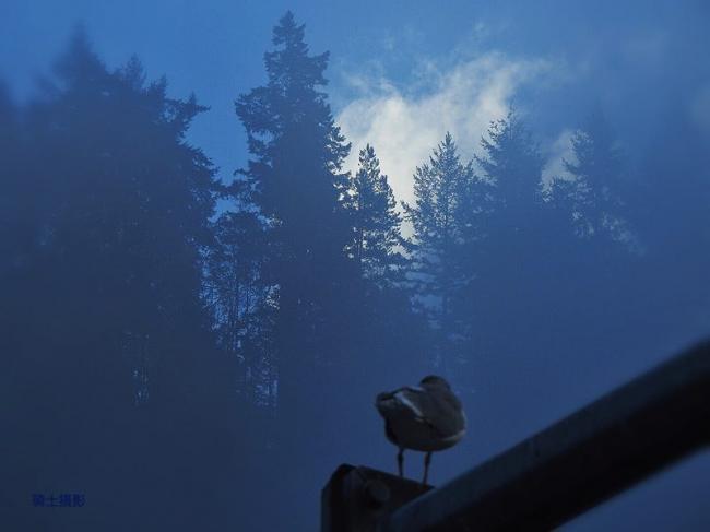 游走在温哥华雾霭迷幻中之独白思语