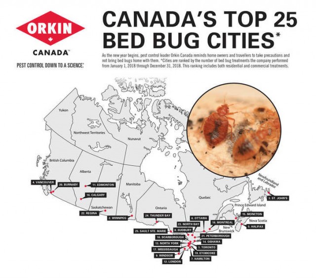 可怕！多伦多成全国床虫问题最严重地区