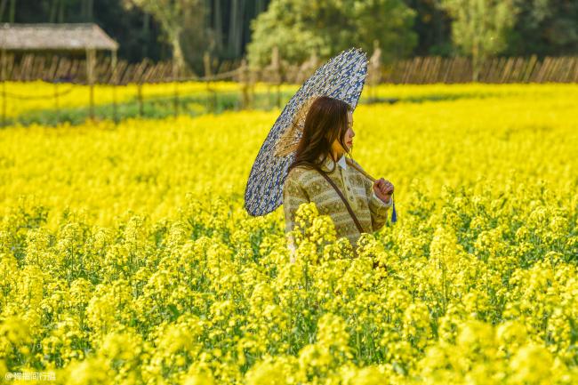 中国最“黄”的春色 婺源油菜花美如画