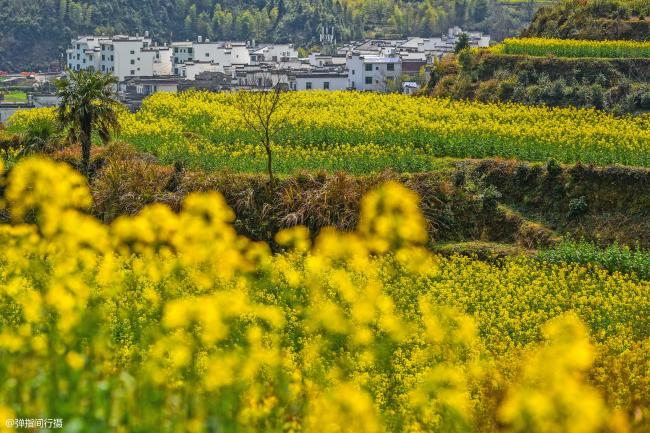 中国最“黄”的春色 婺源油菜花美如画