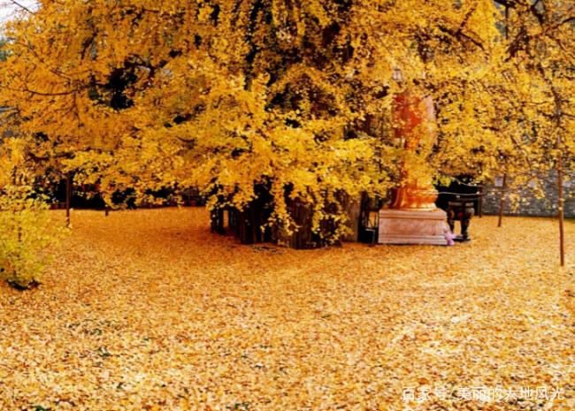世界上最梦幻的4棵树 中国这棵已有1400多年历史