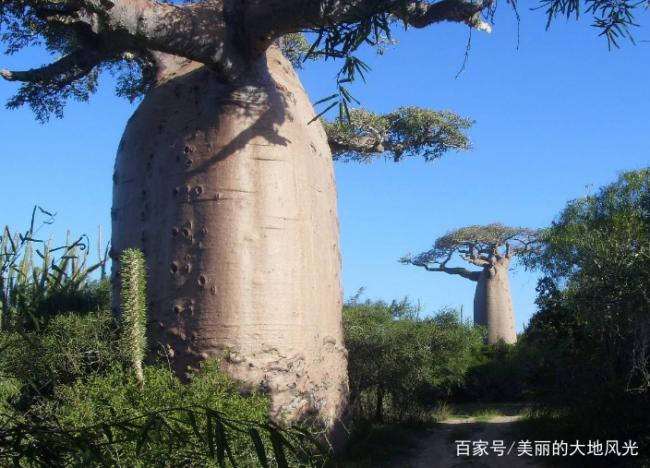 世界上最梦幻的4棵树 中国这棵已有1400多年历史