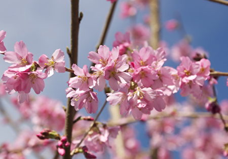 4月4日，温哥华樱花节（Vancouver Cherry Blossom Festival）将如期来临，温哥华将有43000颗樱花陆续盛开。（温哥华樱花节网站）