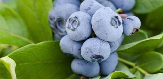 你知道吗？吃蓝莓有助于降血压和软化血管