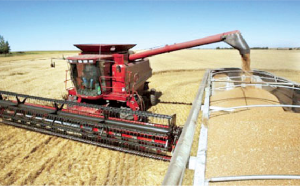 加拿大小麦豌豆亚麻籽等 中国进口商取消购买