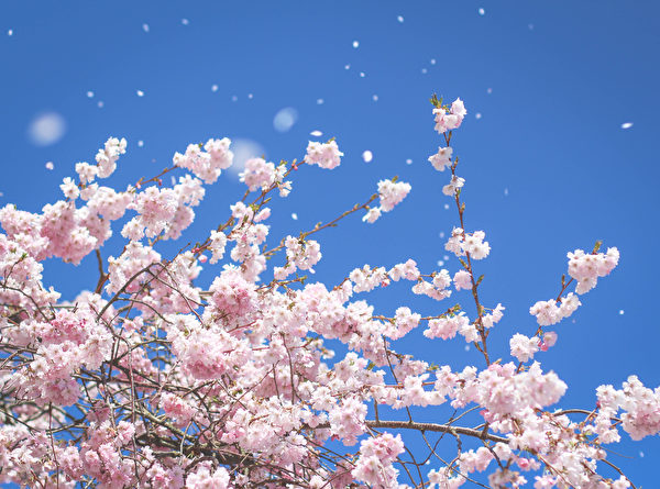 在蓝天白云下，温哥华的樱花盛开，犹如浪漫仙境。（iStock）